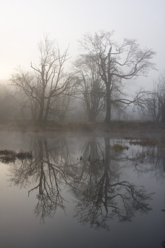 Reflection Of Fog Shrouded Trees